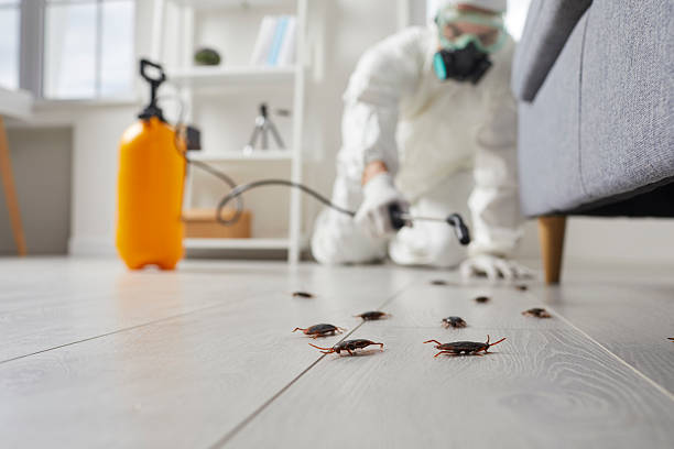 Affordable Termite Control solutions in Solana, FL